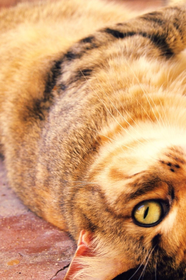 Толстый кот