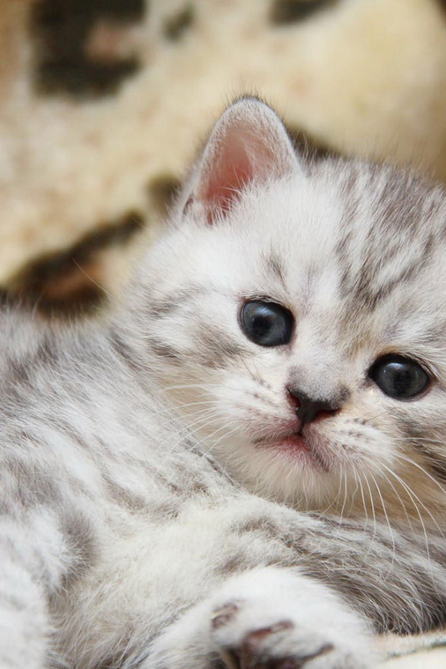 Пушистый котенок