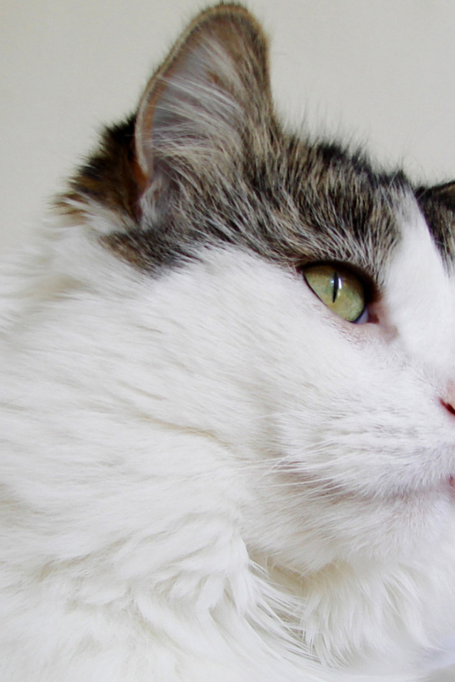 Пушистый кот