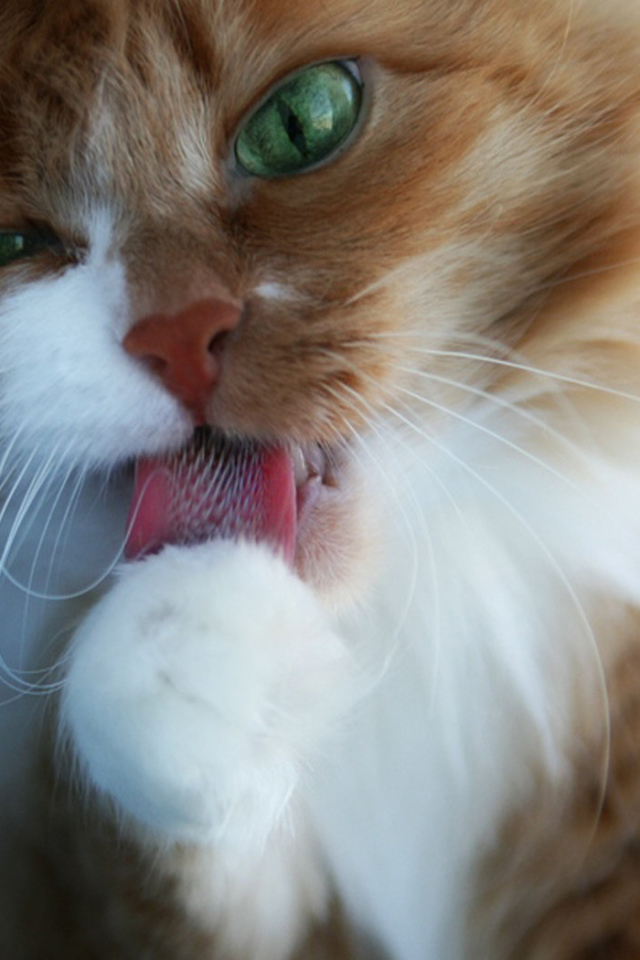 Пушистая кошечка