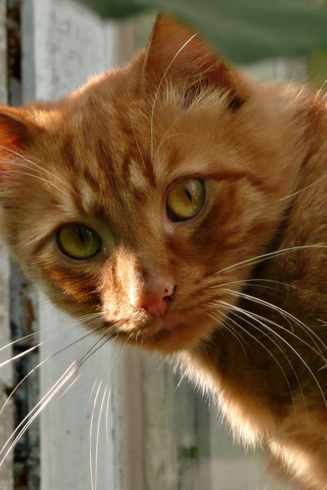 коте мобиле