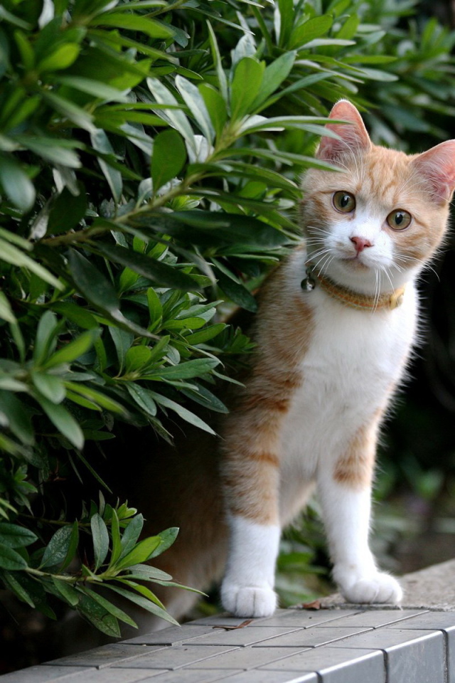 Рыжий котенок