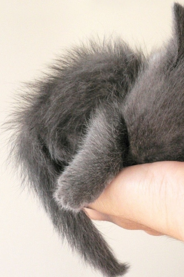 Серый котенок