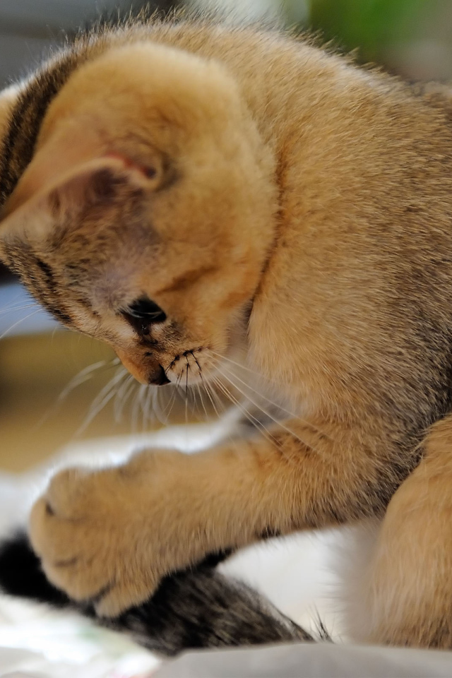 Домашний котенок