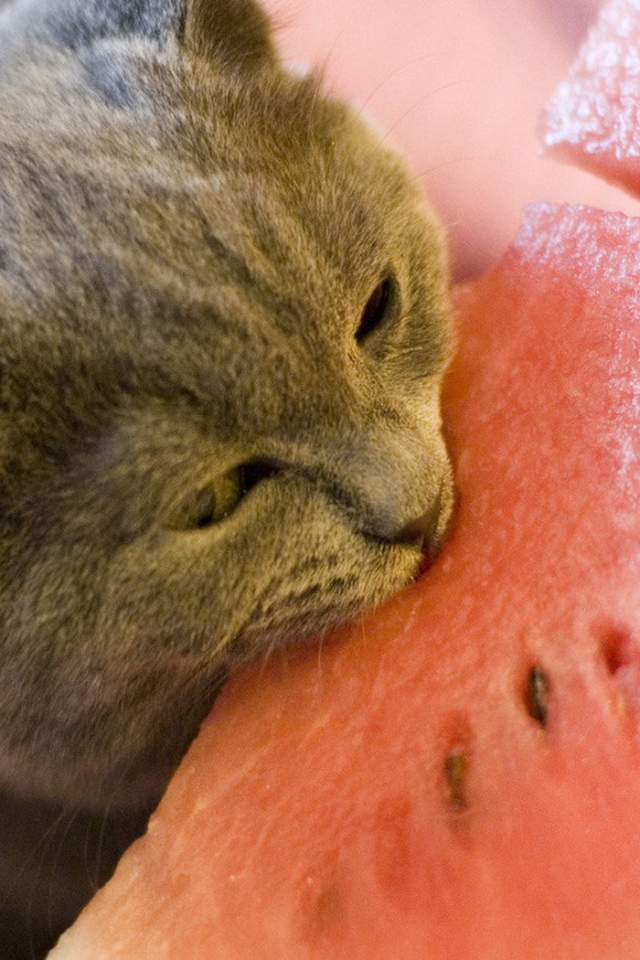 Киса и арбуз