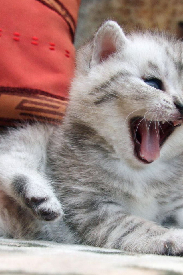 Маленький котенок