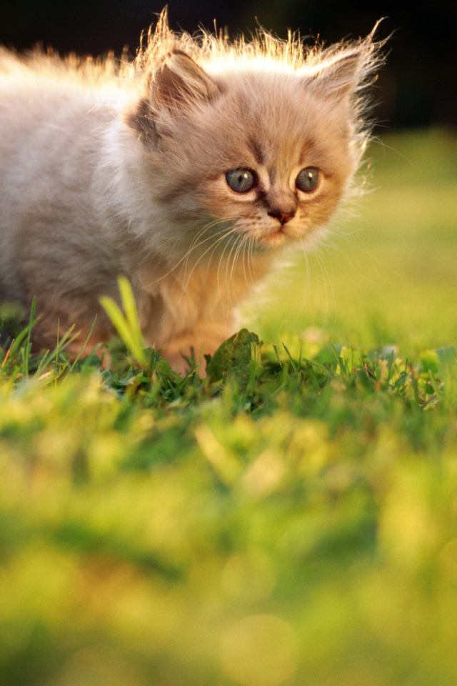 Маленький котенок