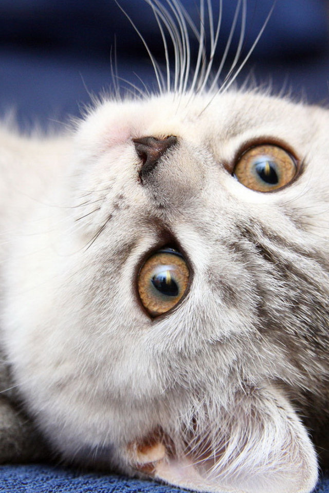 Симпатичная мордашка