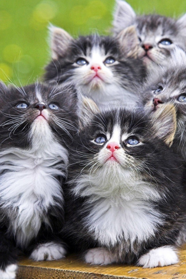 Симпатичные котята