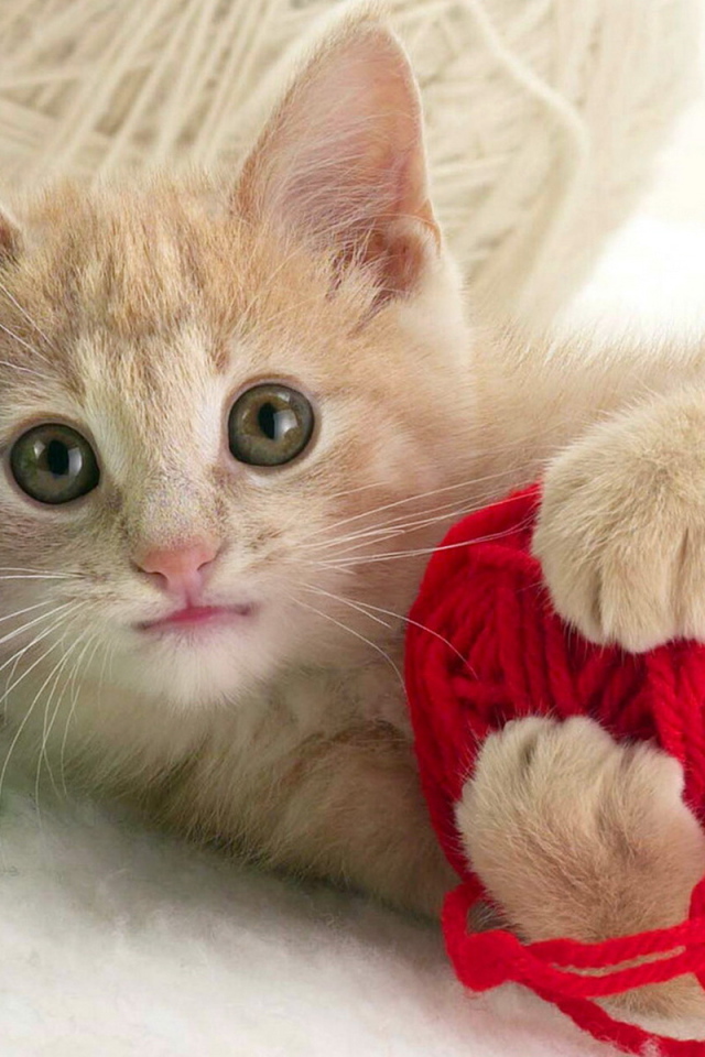 Играющий котенок