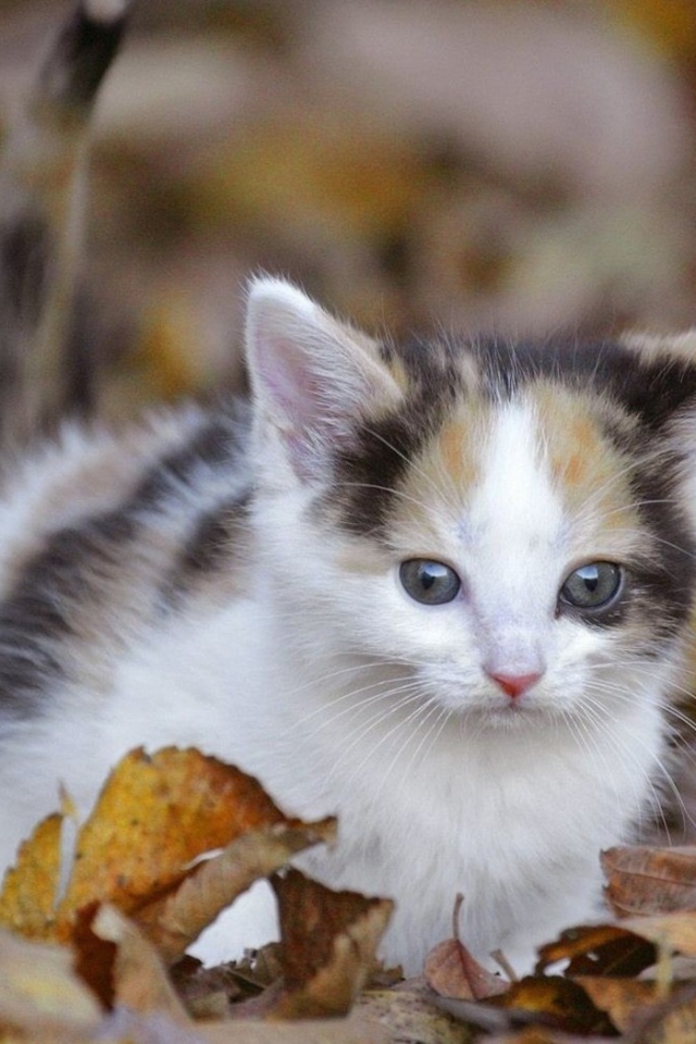 Киса среди листьев
