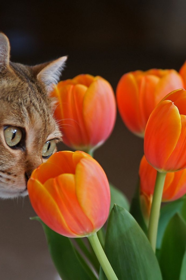 Киса и тюльпаны