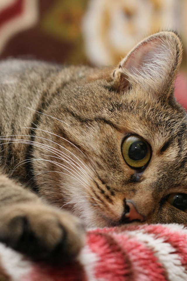 Киса на одеяле