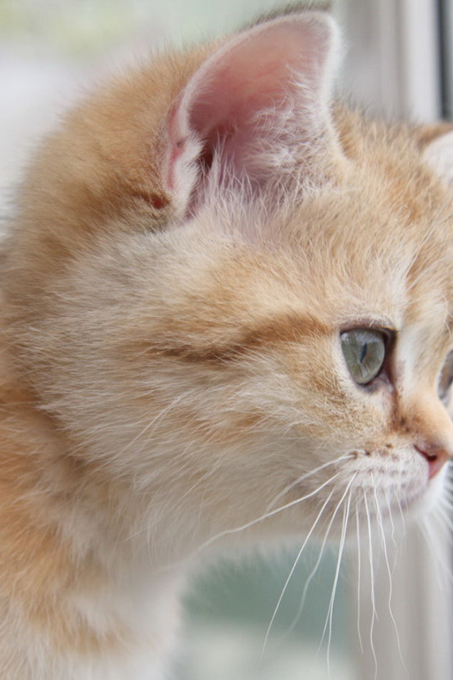 Рыжий котенок