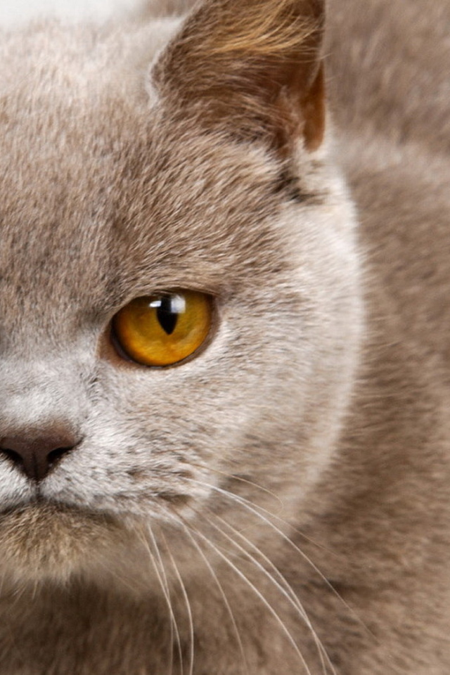 Унылый котик