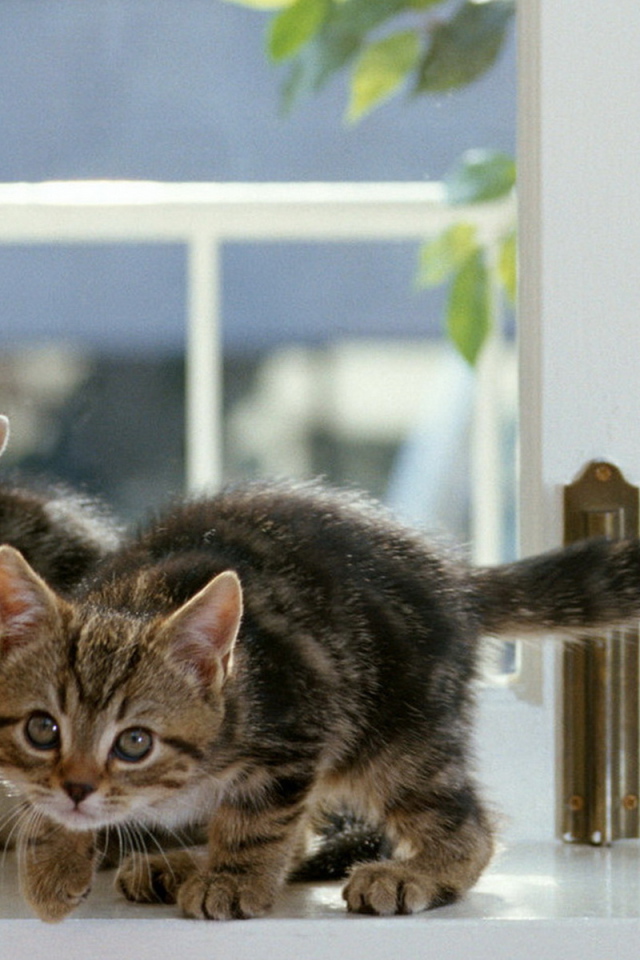 Котята на окне
