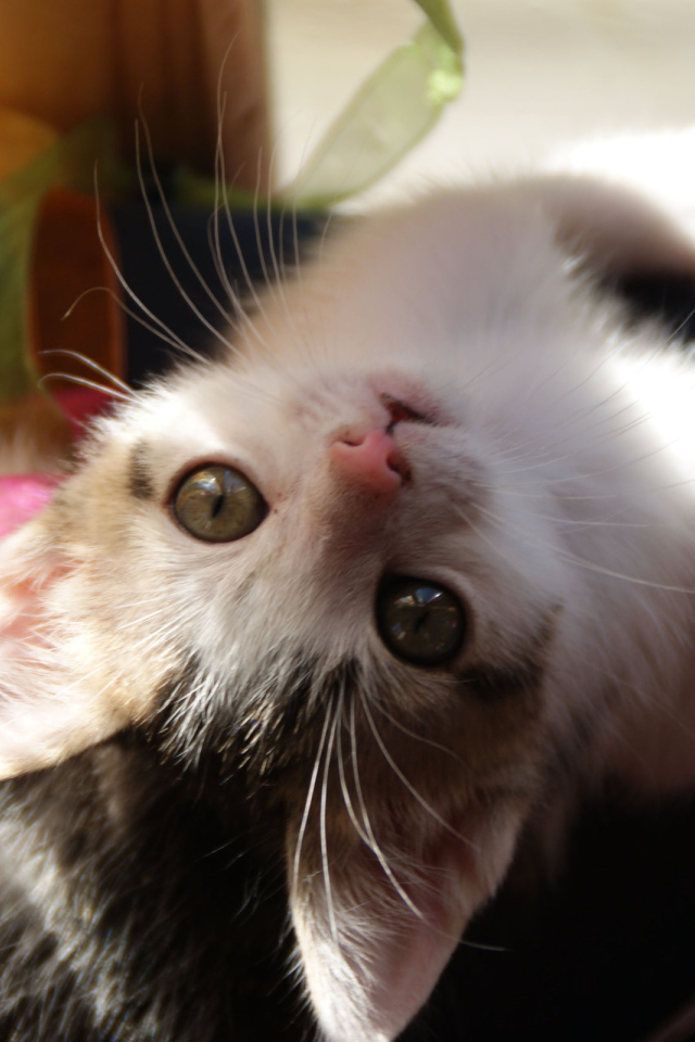 Маленькая киса