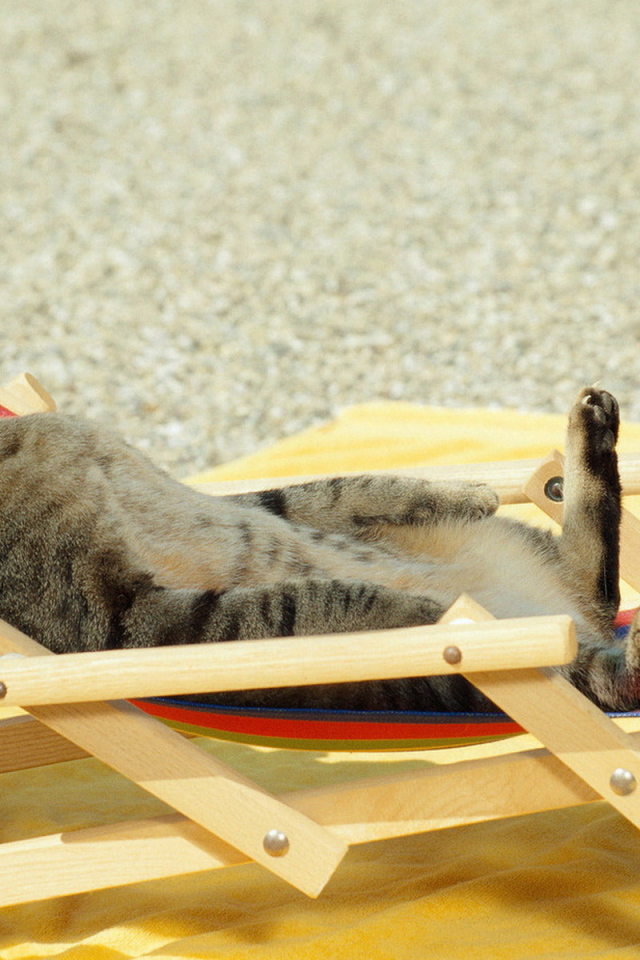 Загорающий кот