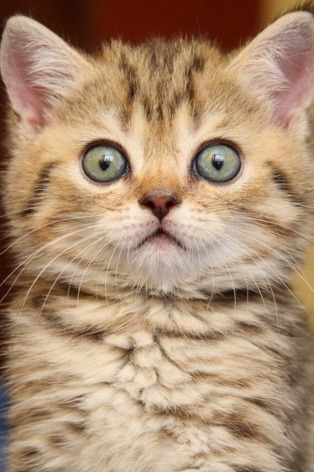 Удивленный котенок