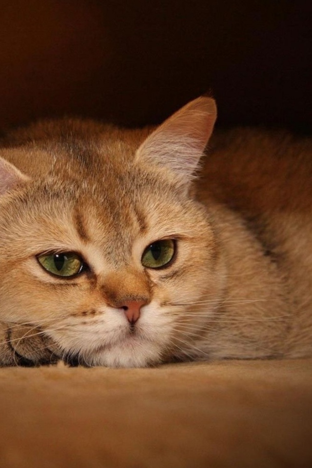 Задумчивый кот