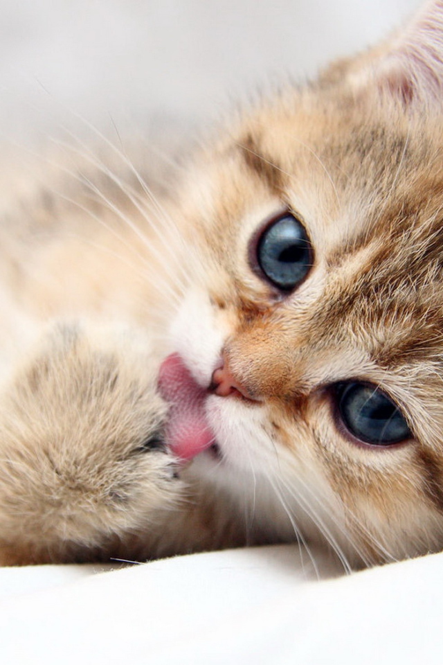 Умывающийся котенок