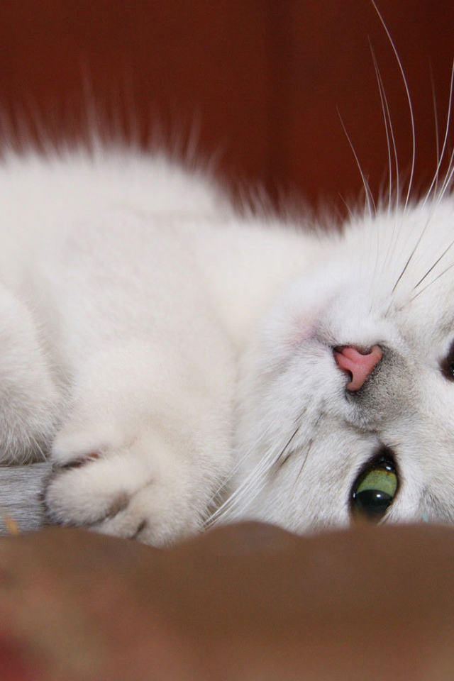 Белый котенок