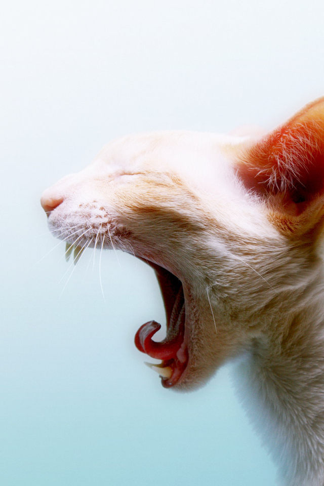 Зевающая кошка