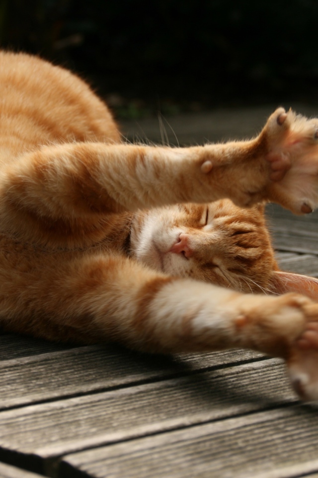 Потягивающийся кот