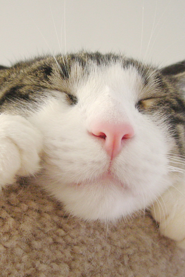 Кошачья мордашка