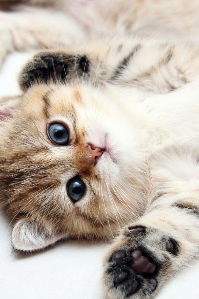 Развалившийся котенок