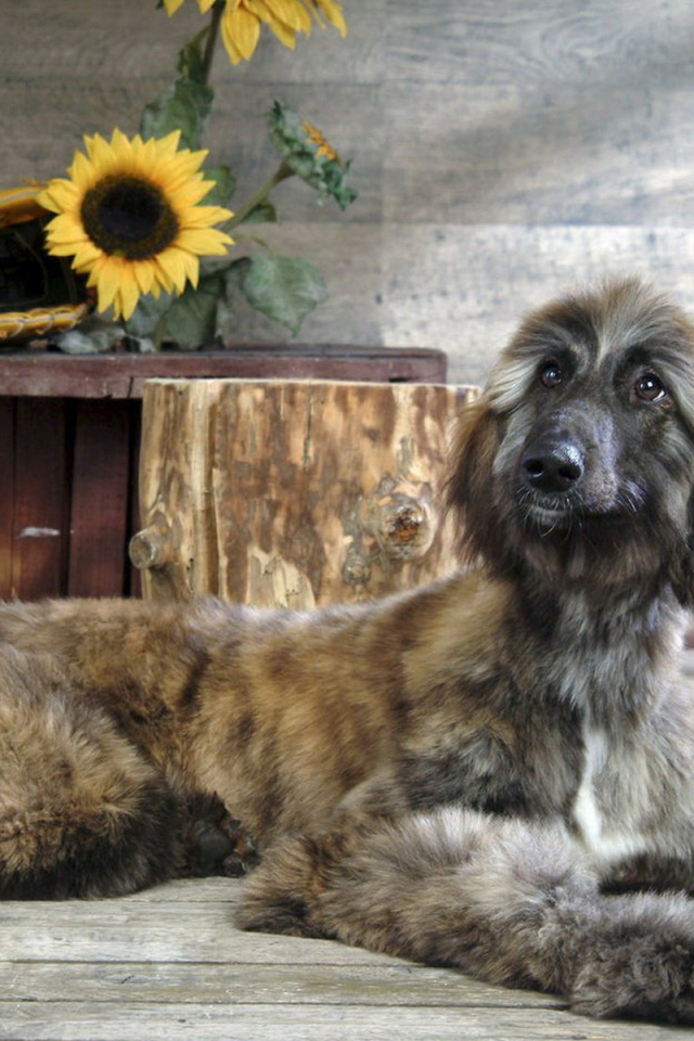 Афганская борзая