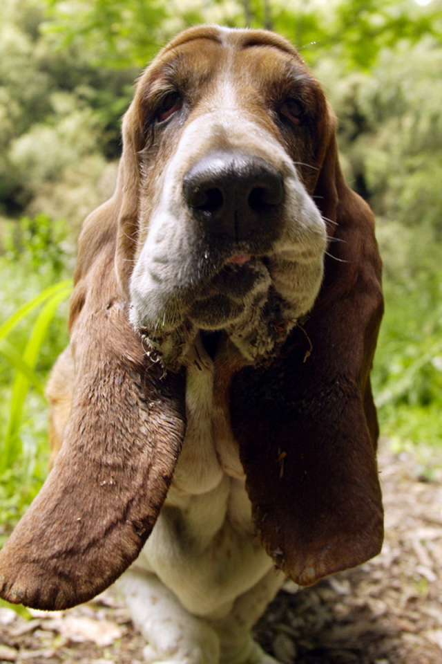 Бассет-хаунд
