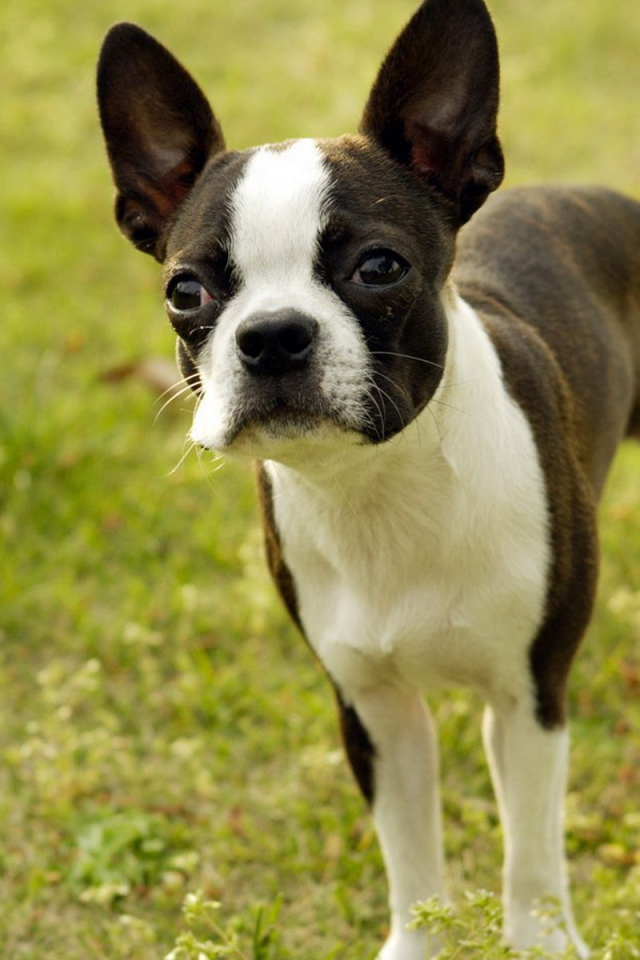 Бостонский терьер