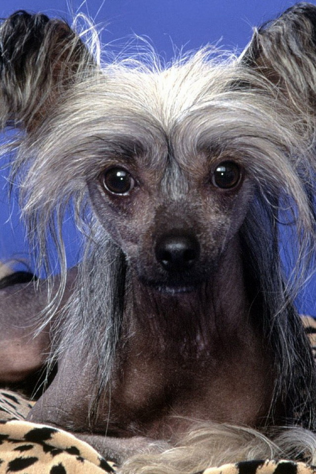 Китайская хохлатая собачка