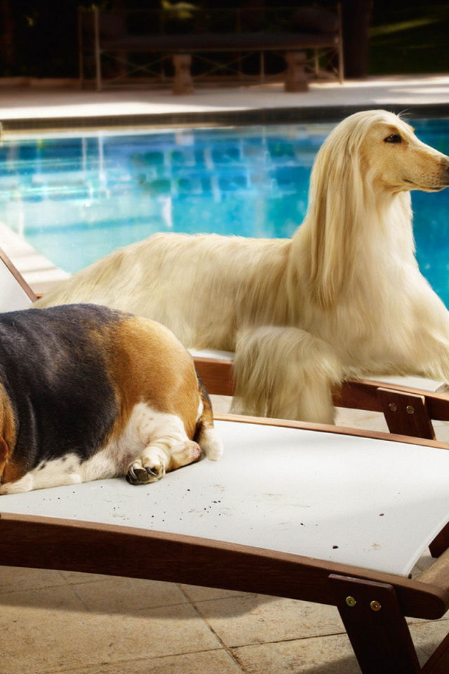 Парочка собак на лежаках