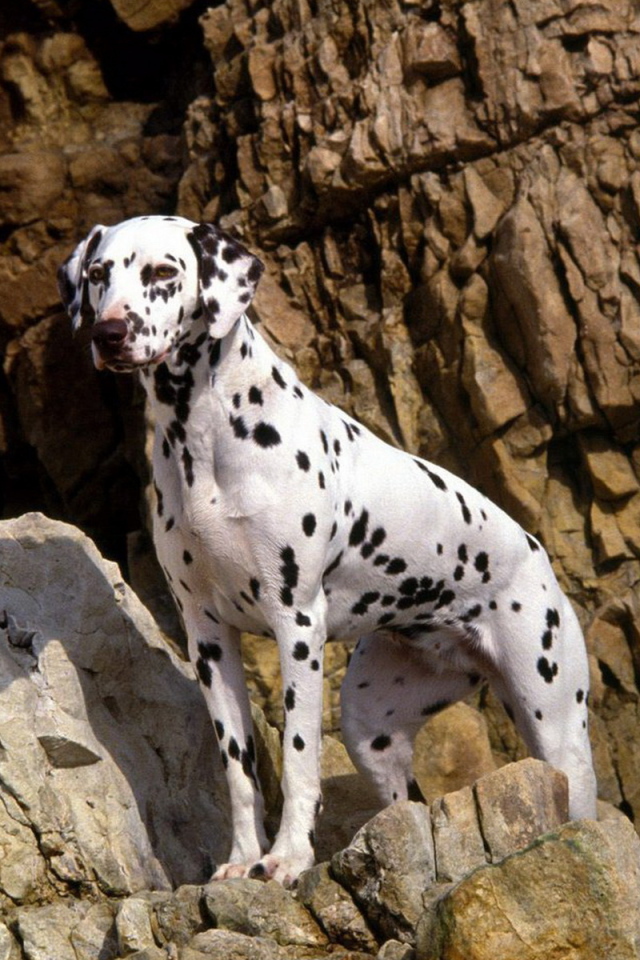 Далматинец