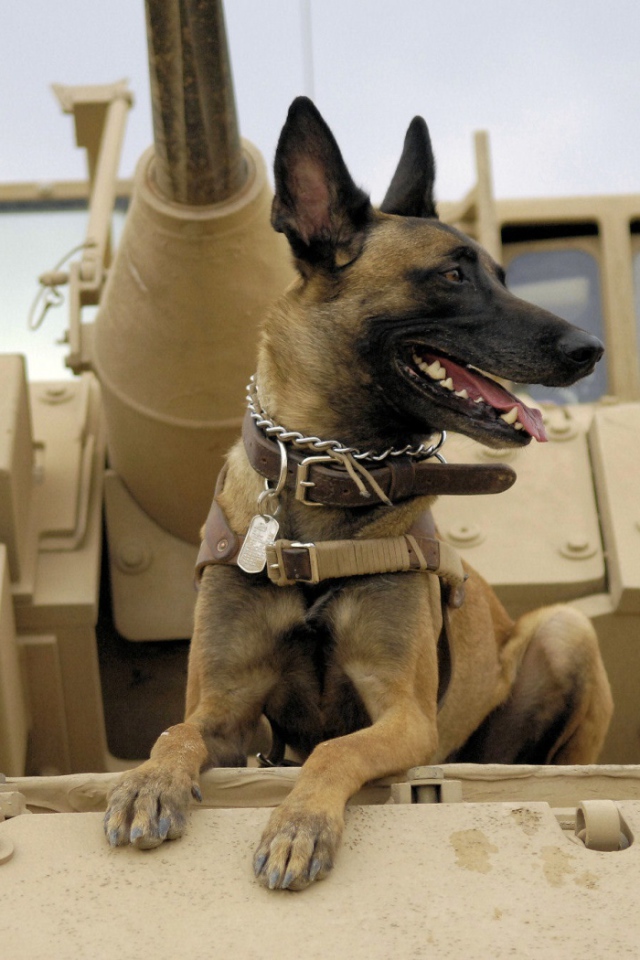 Собака на войне