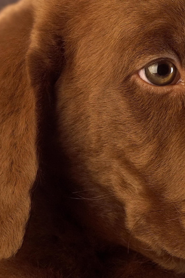 Собачья мордашка