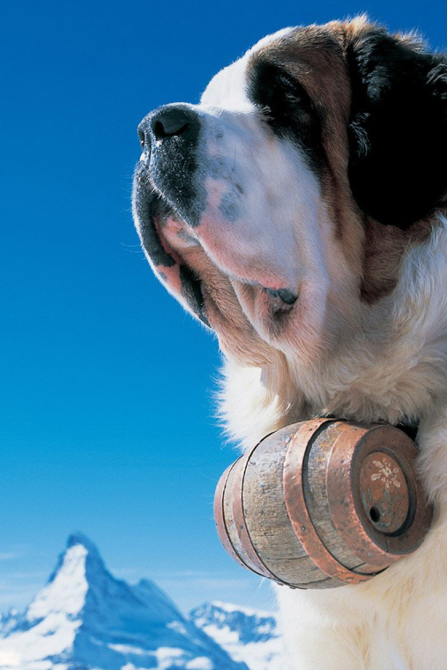 Пес на прогулке