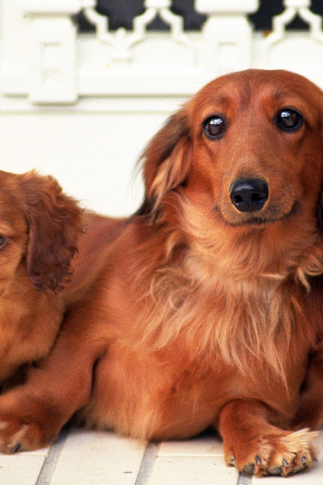 Семейство такс