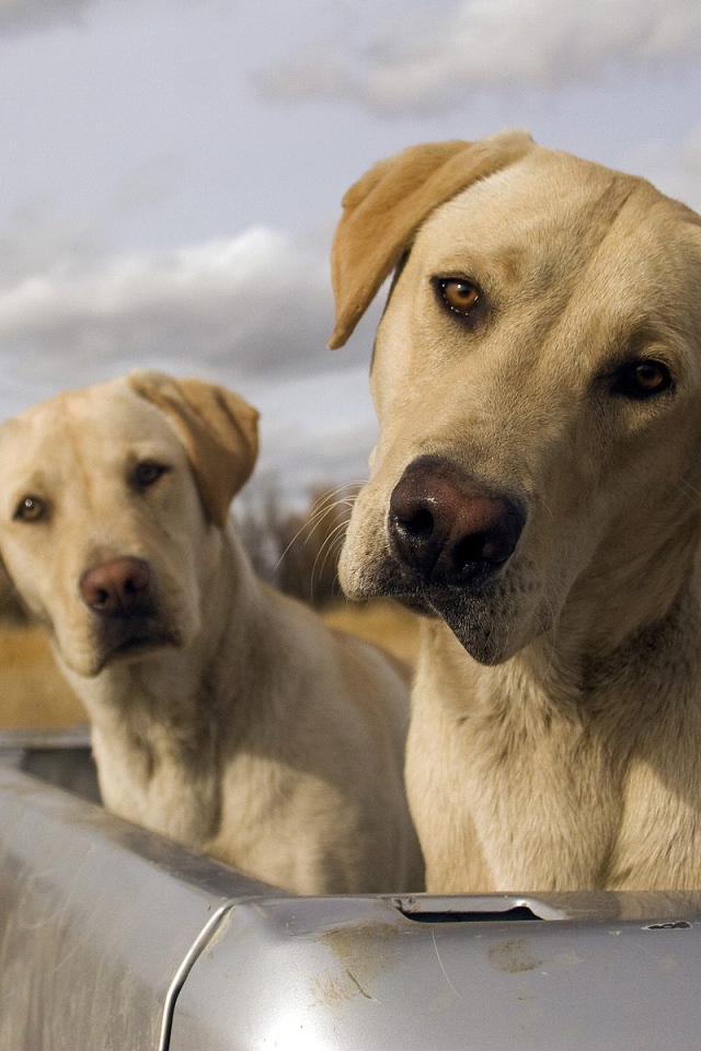 Смешные псы