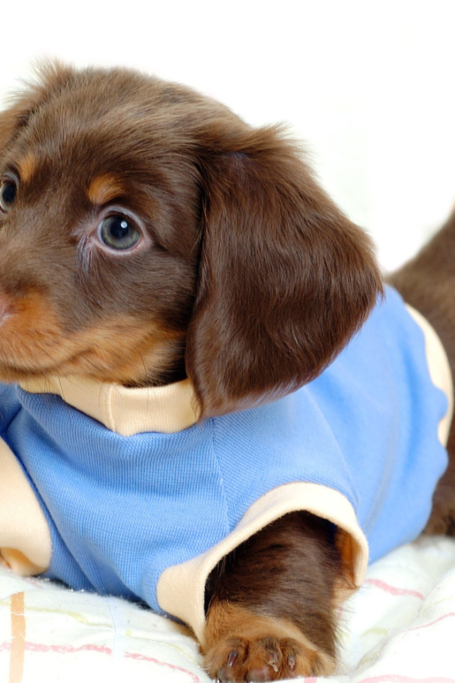 Смешной щенок