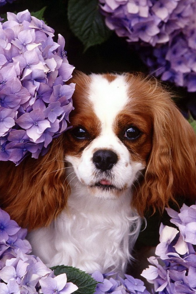 Японские хины