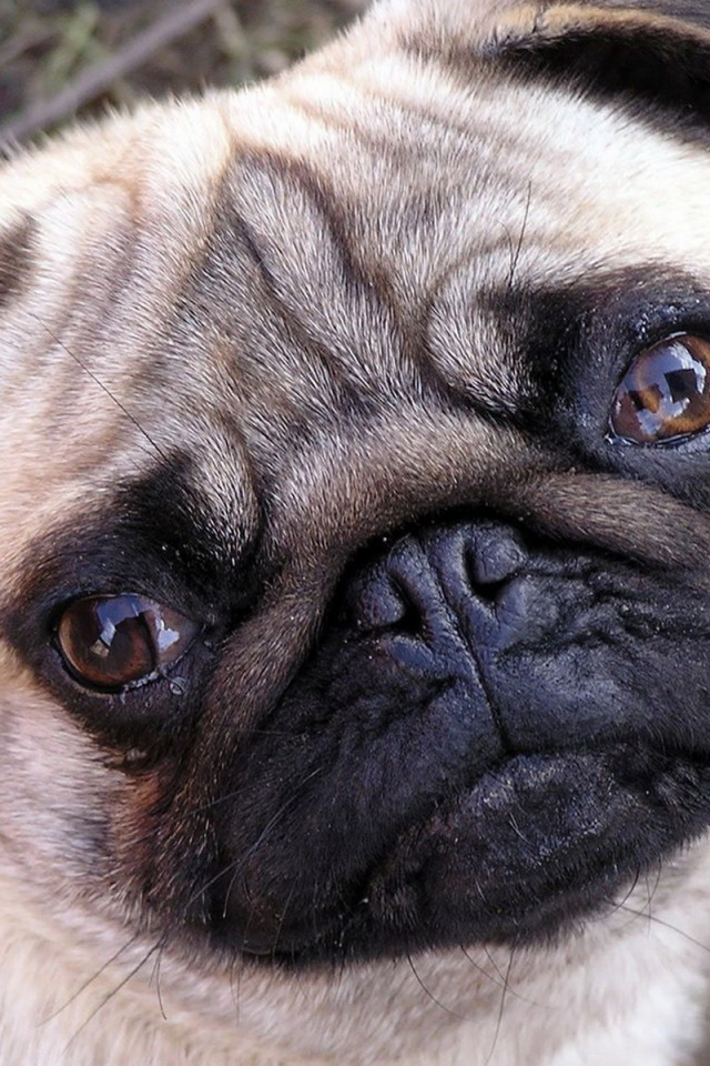 Мордашка мопса