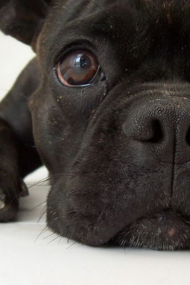 Симпатичная мордашка