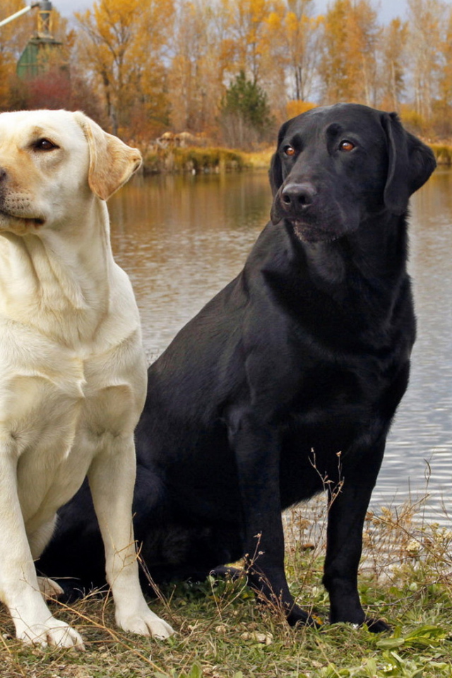 Пара Лабрадоров