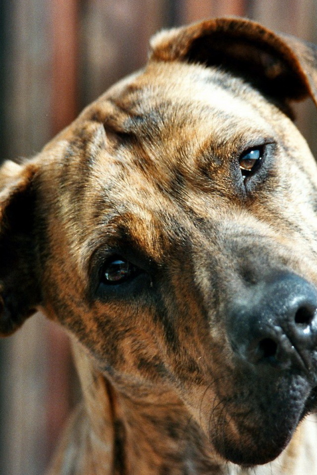 Пит-бультерьер