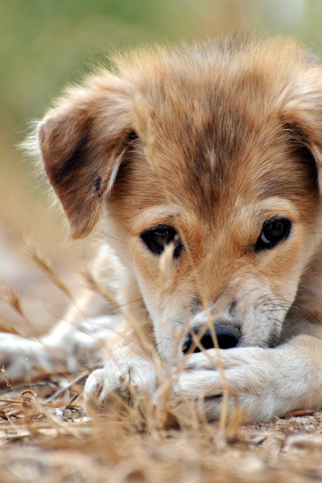 Щенячий взгляд