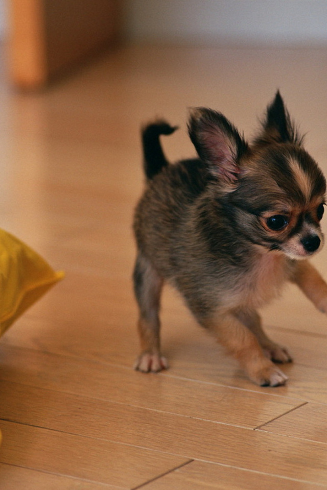 щенок Той-Терьера