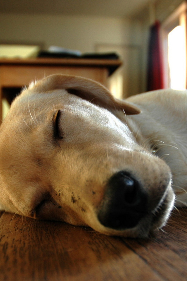 Спящий песик на полу